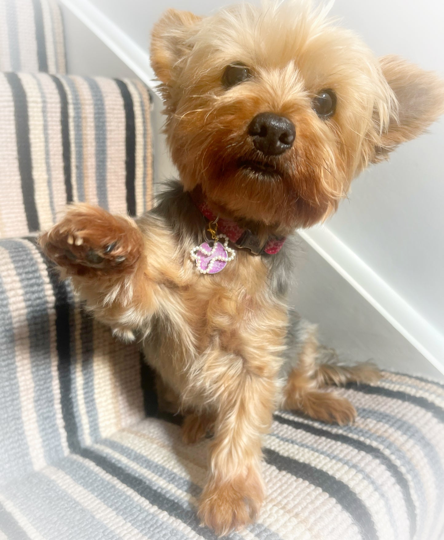 Pet Collar Charm Accessories, Clip-On Dog Tag Charm, Real Pearl Bone Dog Collar Charm, Poo Bag Accessories, Pet Owner Gift, Gift for Dog Mum